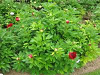 Pivoines (54) (Photo F. Mrugala)